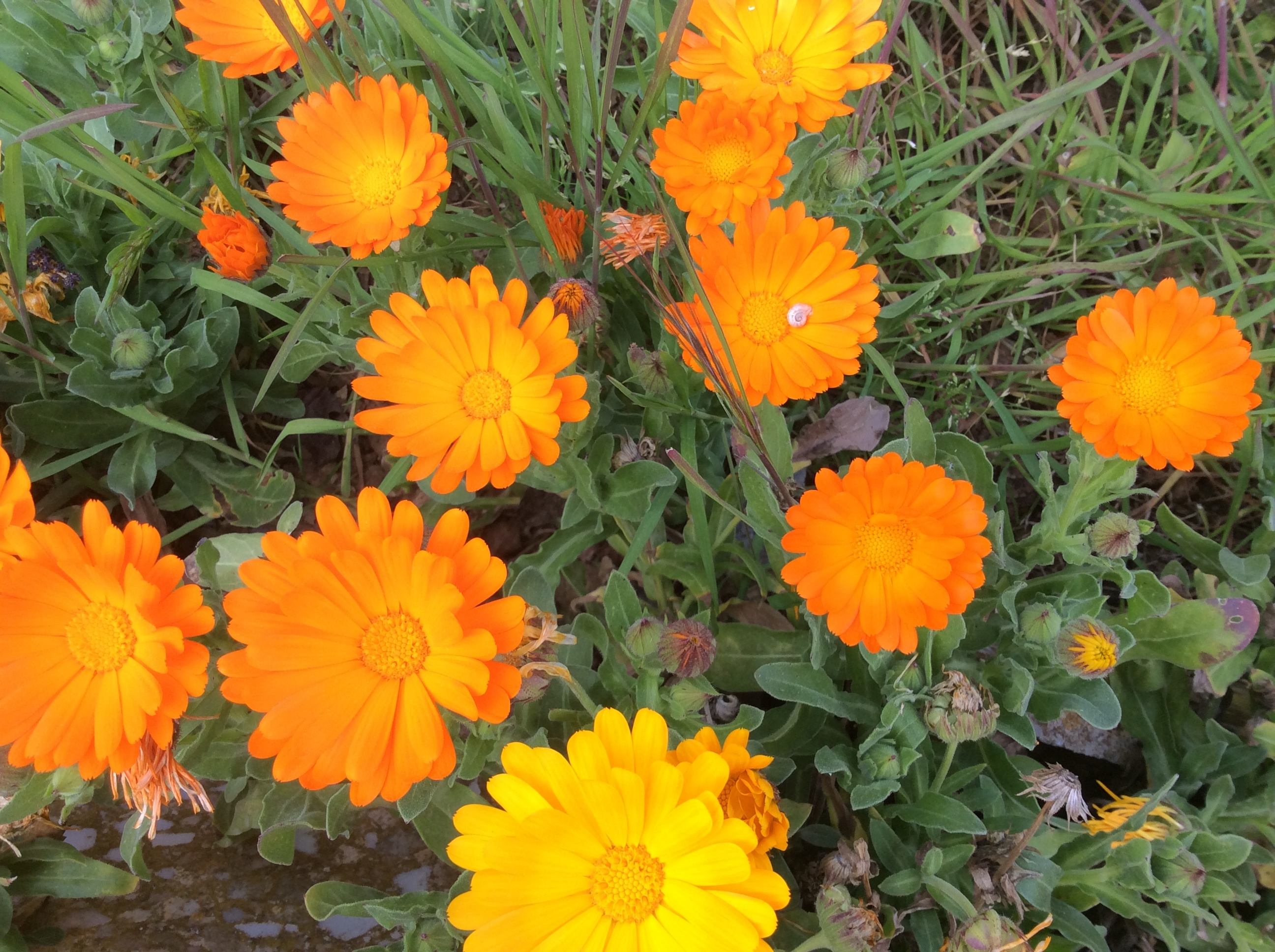 Fitxer adjunt IMG_0249.JPG